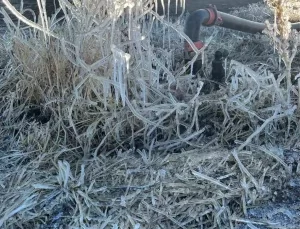 Çifteler’de Don Tabakası Şaşırttı