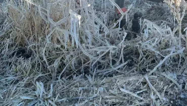 Çifteler’de Don Tabakası Şaşırttı