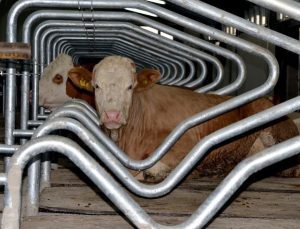 Çiğ süt üretim maliyeti Ekim’de 18,67 TL oldu