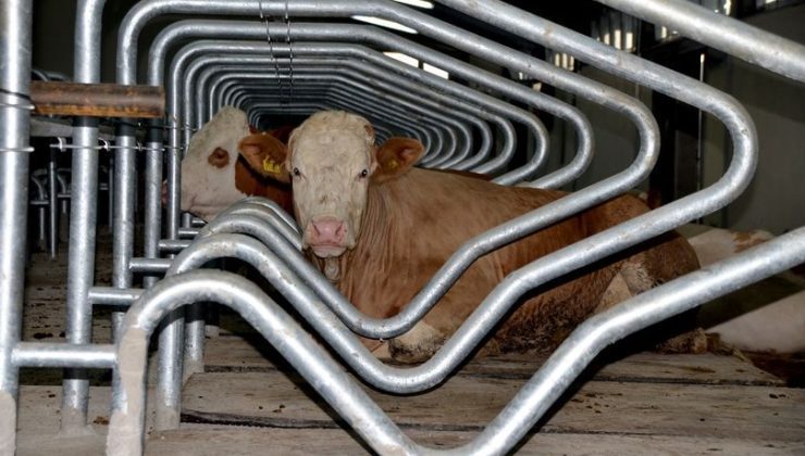 Çiğ süt üretim maliyeti Ekim’de 18,67 TL oldu