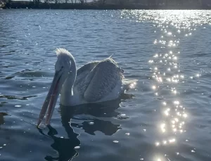 Çıldır Gölü’nde Pelikan Göçü