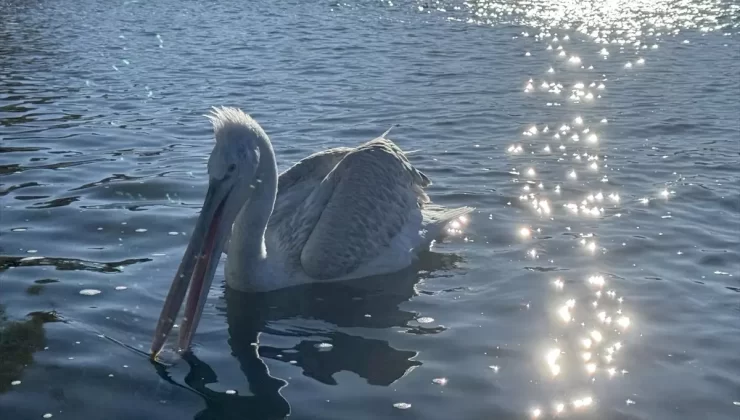 Çıldır Gölü’nde Pelikan Göçü