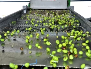 Çine’de Zeytinyağı Fabrikası Sezonu Açtı