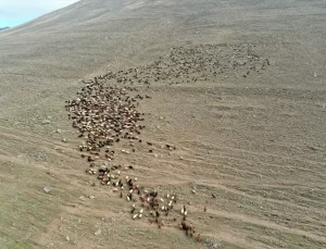 Çoban Kardeşlerin Zorlu Hayatı