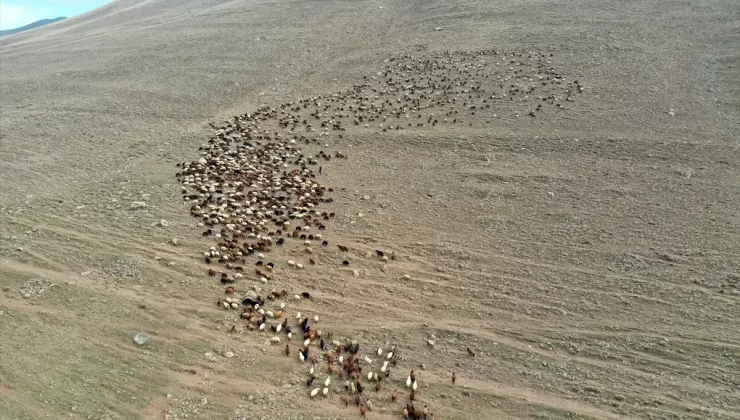 Çoban Kardeşlerin Zorlu Hayatı