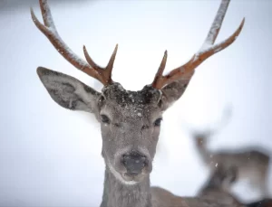 Çorum’da Yaban Hayvanları Fauna Alanı Cazibe Merkezi