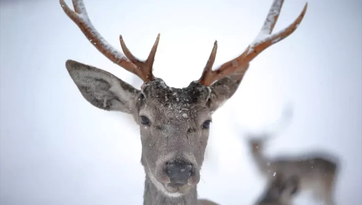 Çorum’da Yaban Hayvanları Fauna Alanı Cazibe Merkezi