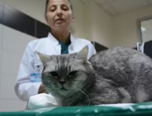 Damak Yarığı Olan Kedi Sağlığına Kavuştu