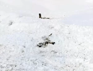 Darende’de 65 Küçükbaş Hayvan Dondu