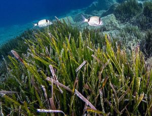 Deli Mehmet Sığlığı’nın büyüleyen su altı dünyası