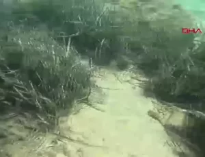 Deniz Çayırları Yok Olma Eşiğinde: Mersin Üniversitesi’nden Restorasyon Çalışmaları