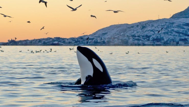 Denizlerin en tehlikeli yırtıcısı: Katil balinalar nasıl avlanır?