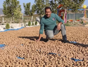 Denizli Ceviz Üretiminde Zirveye Yükseliyor