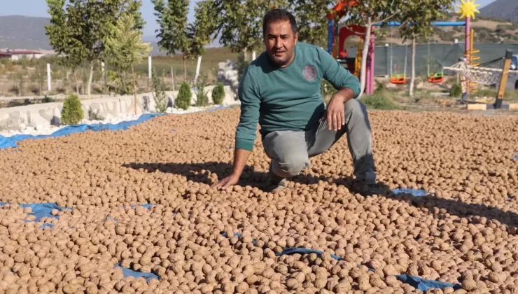 Denizli Ceviz Üretiminde Zirveye Yükseliyor