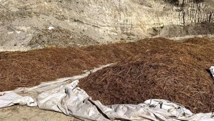 Denizli Kestaneleri Satışa Çıkıyor