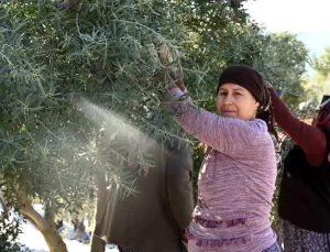 Denizli’de Zeytin Hasat Festivali Coşkuyla Kutlandı