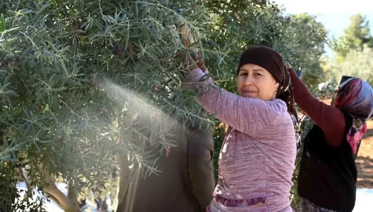 Denizli’de Zeytin Hasat Festivali Coşkuyla Kutlandı