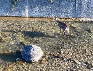 Dereye Düşen Yaralı Karaca Kurtarıldı