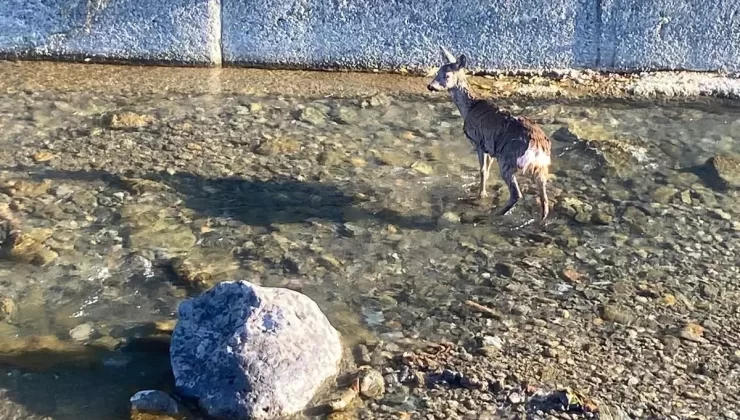 Dereye Düşen Yaralı Karaca Kurtarıldı