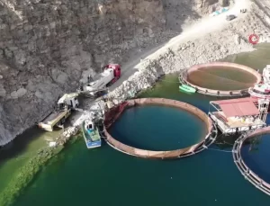 Deriner Barajı’nda İlk Somon Hasadı