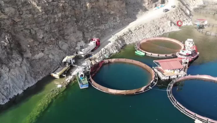 Deriner Barajı’nda İlk Somon Hasadı