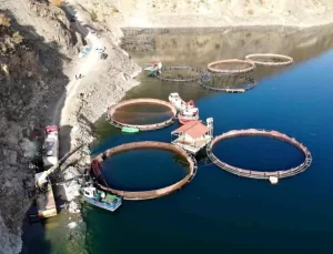 Deriner Barajı’nda İlk Somon Hasadı Yapıldı