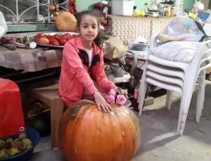 Devasa Kabaklar İlgi Odağı Oldu