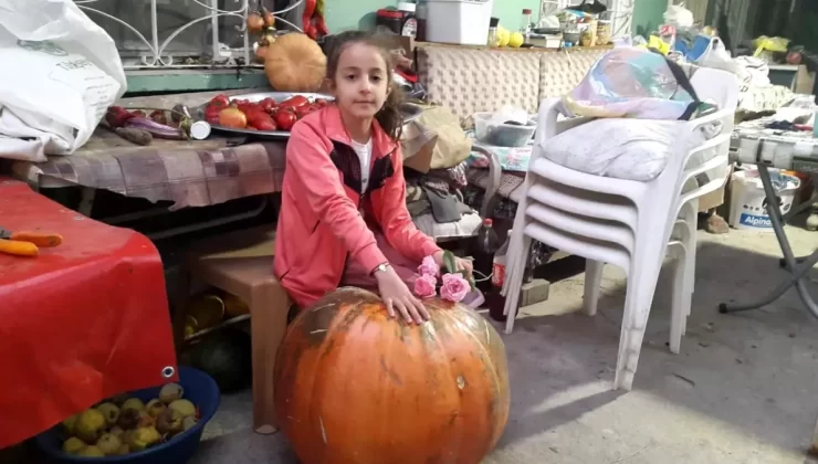 Devasa Kabaklar İlgi Odağı Oldu