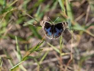 “Dicle Güzeli” kelebeği tarihi Hevsel Bahçeleri’nde fotoğraflanıyor