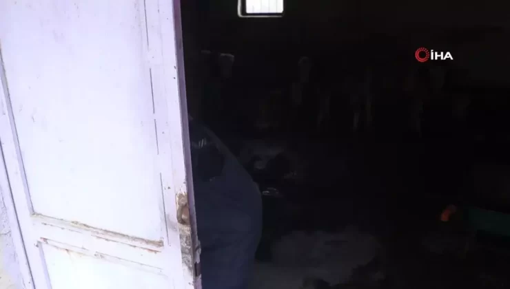 Dilber Nine’nin Konteyner Sevinci