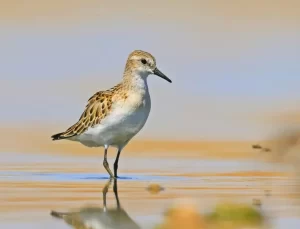 Diyarbakır’da Yılın Başarılı Gazetecileri Yarışması’nda Selim Kaya Birinci Oldu