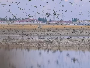 Diyarbakır’daki Kabaklı Göleti’nde Kuş Cenneti Yeniden Canlanıyor
