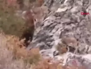 Doğasever Gelincik Dağı’nda 6 Dağ Keçisini Görüntüledi