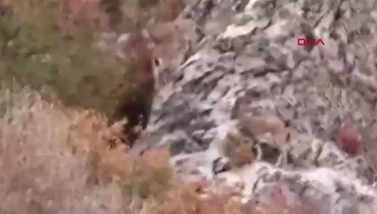 Doğasever Gelincik Dağı’nda 6 Dağ Keçisini Görüntüledi