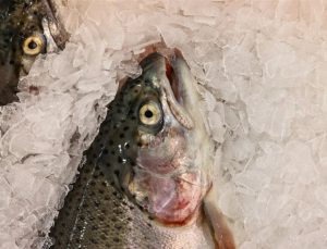 Doğu Karadeniz’in 10 aylık somon ihracatı artışta