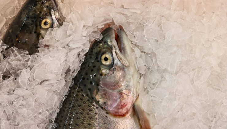 Doğu Karadeniz’in 10 aylık somon ihracatı artışta