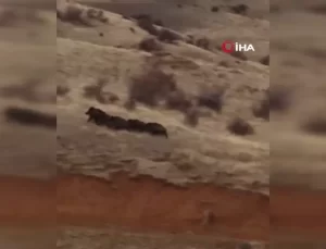 Domuz Sürüsü Kayıp, Çoban Köpeği Takipte