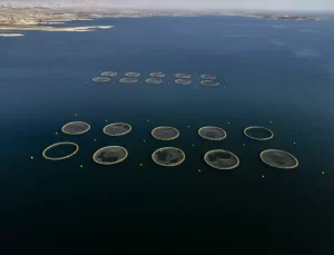 Duhok’ta En Büyük Balık Üretim Tesisi