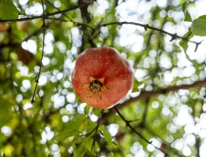 Duhok’ta Nar Hasadı Başladı