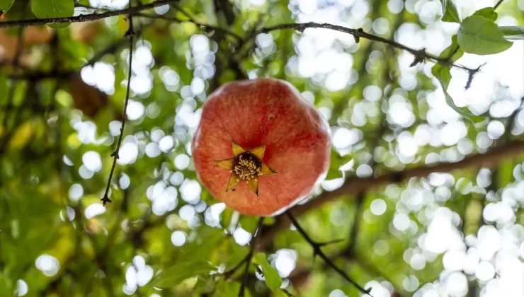 Duhok’ta Nar Hasadı Başladı