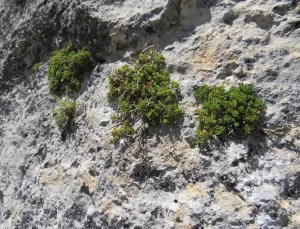 Dumanlı Kantaronu Koruma Altına Alındı