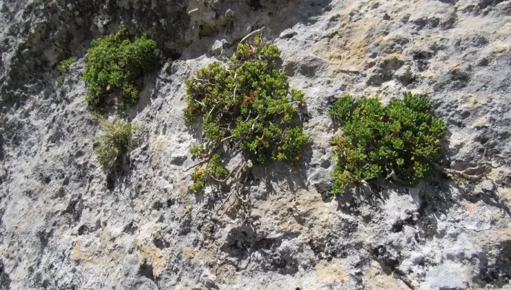 Dumanlı Kantaronu Koruma Altına Alındı