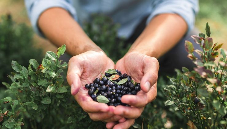 Dünyada herkes ona “süper besin” diyor: İltihabı söküyor, kanser ve kalp hastalığıyla savaşıyor