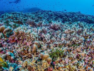 Dünyanın en büyük mercanı bulundu!