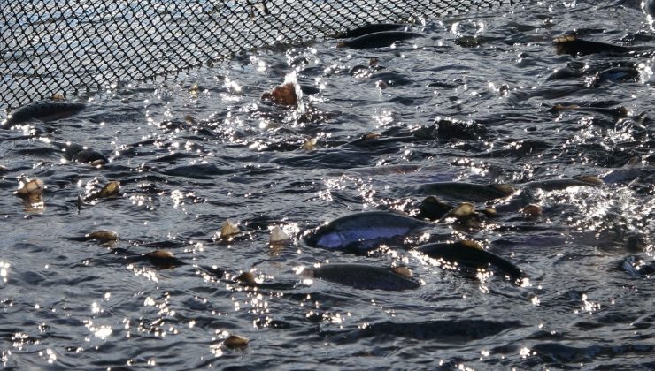 Dünyaya pazarlanıyor: Denize kıyısı olmayan Sivas’ta olgunlaşıyor