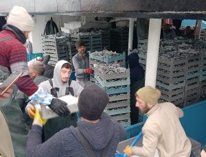 Düzce’de balıkçılar tonlarca hamsi yakaladı