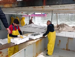 Düzce’de Hamsi Bolluğu