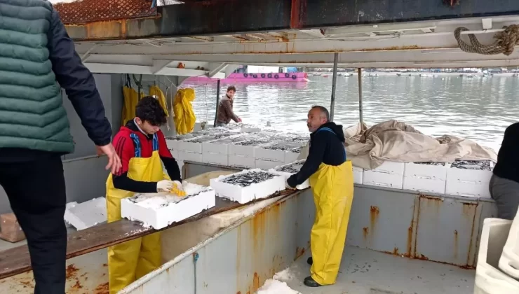 Düzce’de Hamsi Bolluğu