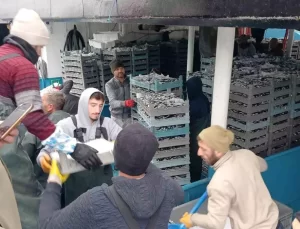 Düzce’de Hamsi Bolluğu