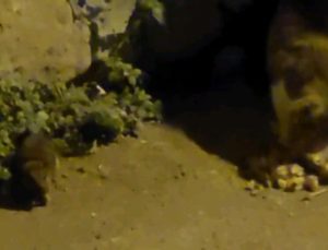 Edirne’de kedi ile farenin kıskandıran dostluğu